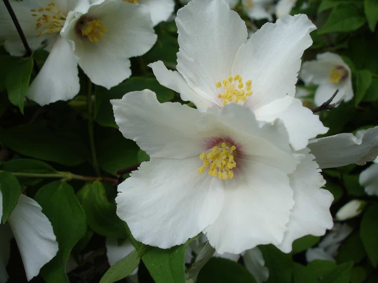 keře na živý plot Pustoryl (Philadelphus) – nepravý jasmín