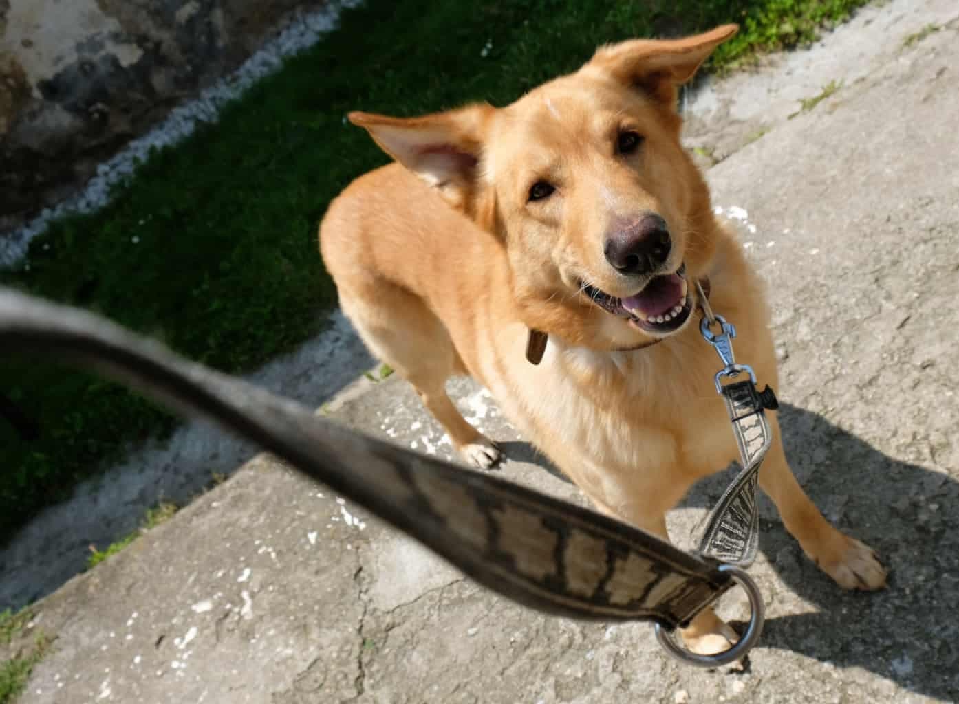 on line výcvik chůze na vodítku