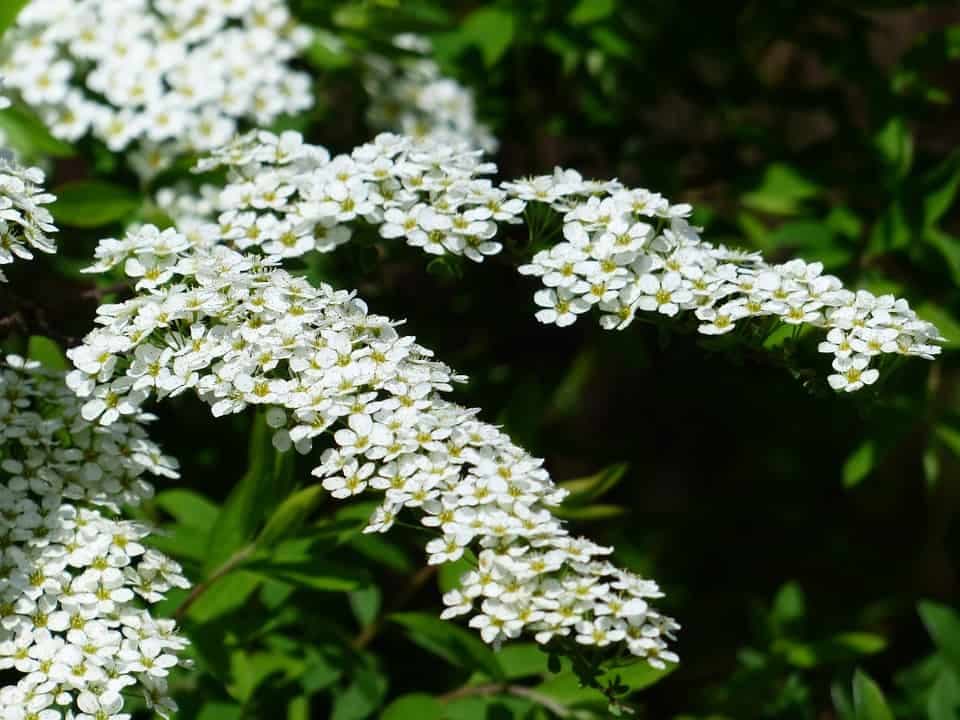 živý plot Tavolník (Spiraea)