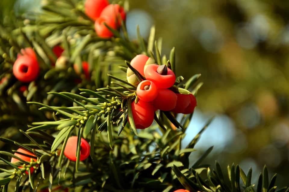 keře, ploty Tis (Taxus)
