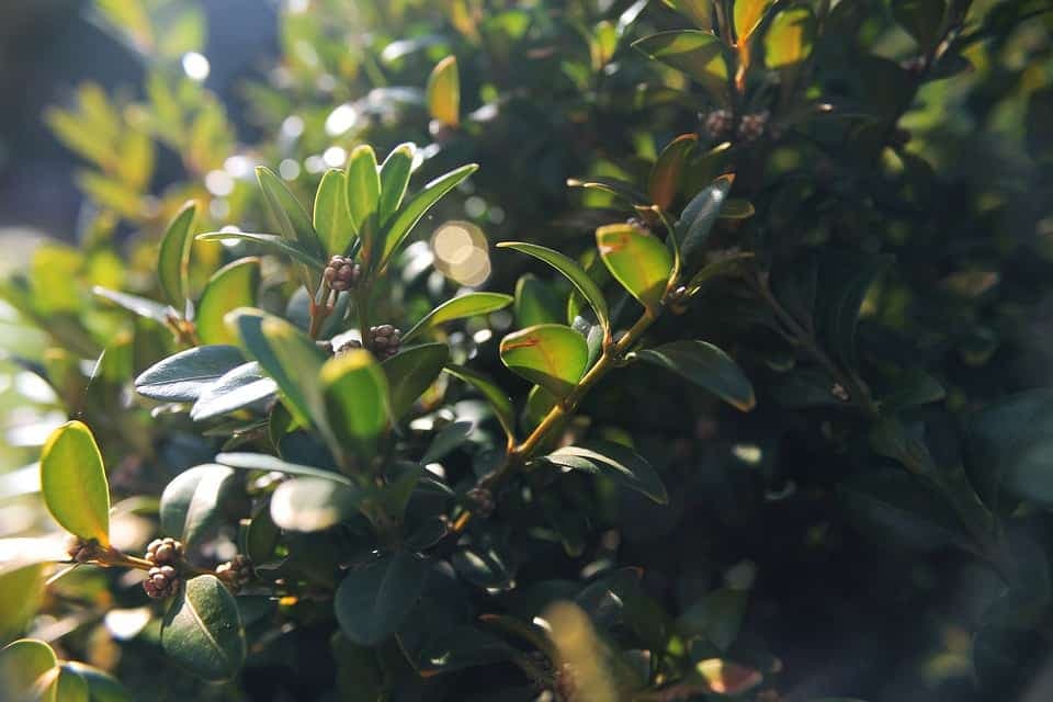 keř na živý plot Zimostráz (Buxus, krušpánek)